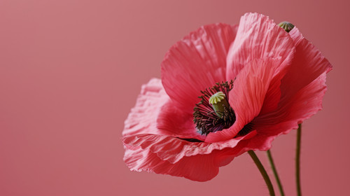 minimalistic less is more style of pink and red poppy flower wallpaper photo ar 169 00409 01.jpg