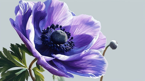 minimalistic less is more style of Purple anemone flower illustration clipart ar 169 00220 00.jpg