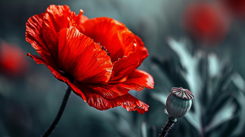 minimalistic less is more style of red flower ar 169 00412 03.jpg