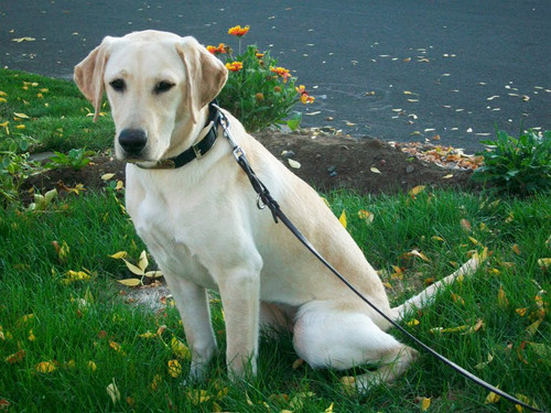 dog.jpg