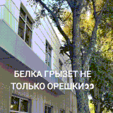 belkaptica.gif