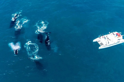 photo 4970049289673878462 x.jpg