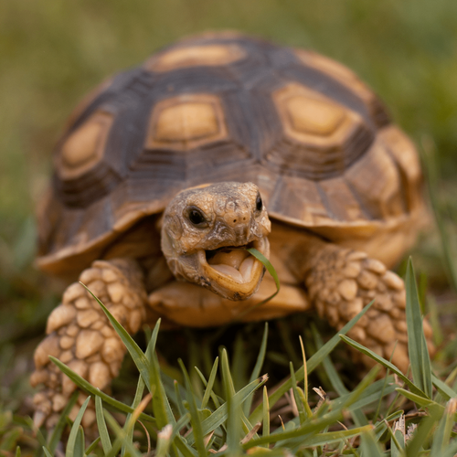 pet turtle or tortoise.png