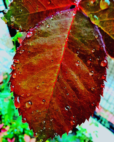 IMG 20230730 142858 628.jpg