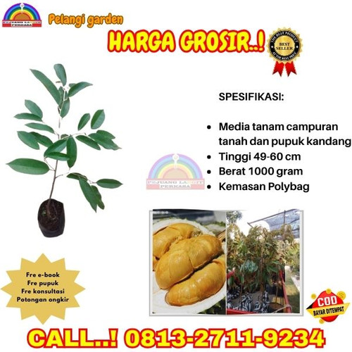 PROMO TERBATAS ! H.Tovix CALL: 0813-2711-9234 Jual Bibit Durian Unggul Yang Cepat Berbuah Ke Kec.Sel.jpg