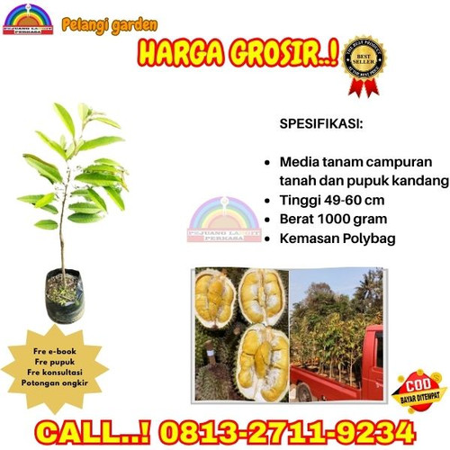HARGA PARTAI ! H.Tovix CALL: 0813-2711-9234 Jual Bibit Durian Yang Bagus Ke Kec.Selat Nasik-Desa Tem.jpg