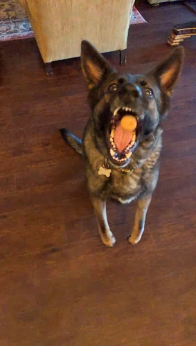 Piper treat.jpg