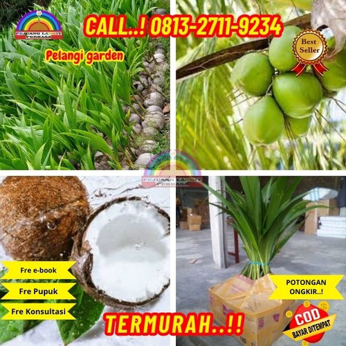 GRATIS KONSULTASI ! H.Tovix CALL : 0823-2711-3939 Penjual Pohon Kelapa Flanel di Kebumen-Adimulyo-Wa.jpg