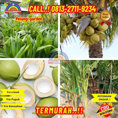 PAKET PENJUAL ! H.Tovix CALL : 0823-2711-3939 Penjual Pohon Kelapa Full di Kebumen-Alian-Bojongsari.jpg