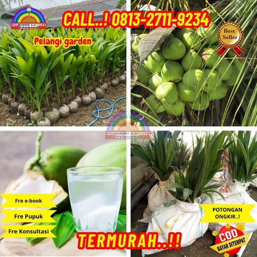 LANGSUNG PETANI ! H.Tovix CALL : 0823-2711-3939 Penjual  Pohon Kelapa Gambar di Kebumen-Alian-Kalipu.jpg