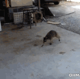 sneaky thief.gif