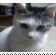 IMG 7878.gif