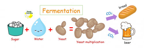 Fermentation 768x259.png