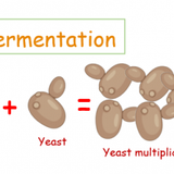 Fermentation 768x259