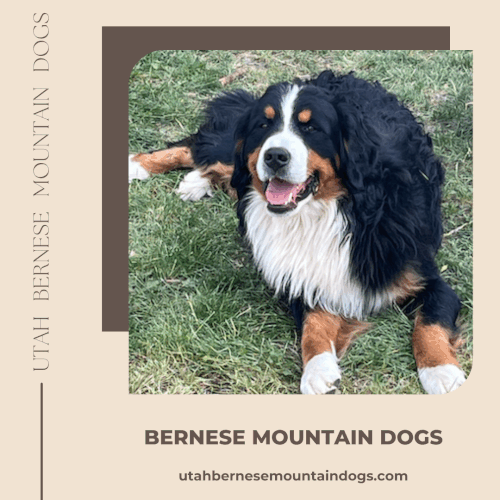 Bernese mountain dogs.gif