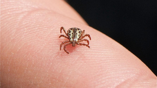 Novel Bunyavirus Found To Be Contagious, Infection Spread Through Tick Bites.jpg