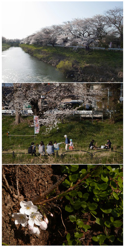 Sakura09.jpg