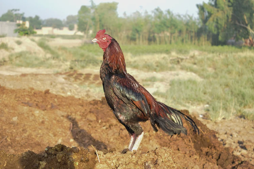 Best Aseel Rooster in Hyderabad