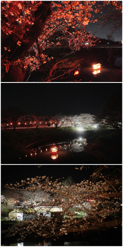 Sakura08.jpg