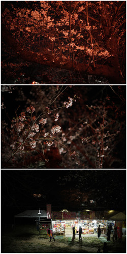 Sakura06.jpg