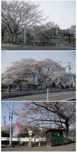 Sakura07.jpg