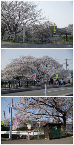 Sakura07.jpg