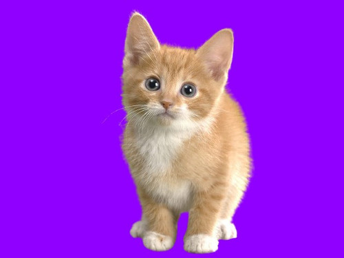 Animal Free Wallpapers Animal Cat Free Wallpapers removebg preview.jpg