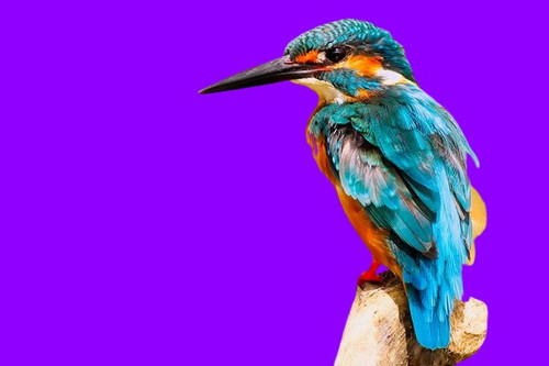 kingfisher 2046453 640 removebg preview.jpg