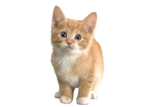 Animal Free Wallpapers Animal Cat Free Wallpapers removebg preview PhotoRoom.png PhotoRoom.png