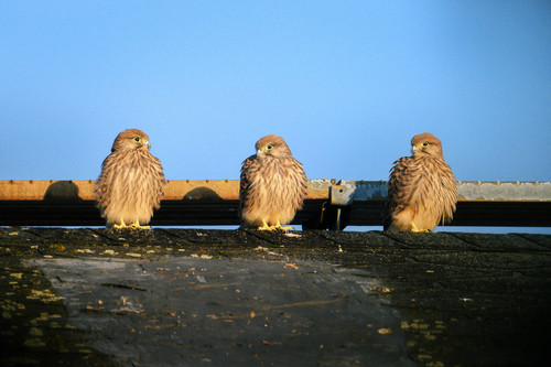 drei junge turmfalken auf dem dach in der morgensonne 5d18eedb b56e 4a4c 8306 03396c74a0f7.jpg