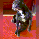 sobaka2.gif