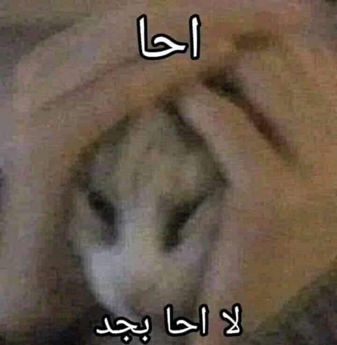 5d9925d3fd95ceb3baa57761a500f956.jpg