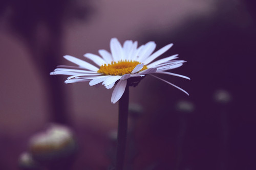 Simplicity.jpg