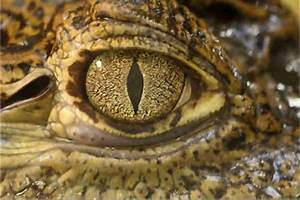 lizard eyes.jpg