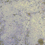 bolgarka.gif