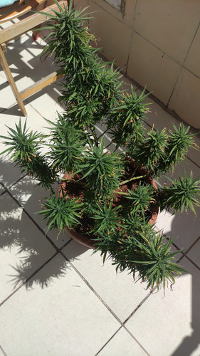 IMG 20230905 WA0000.jpg