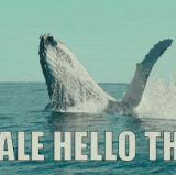 whale hello there.gif