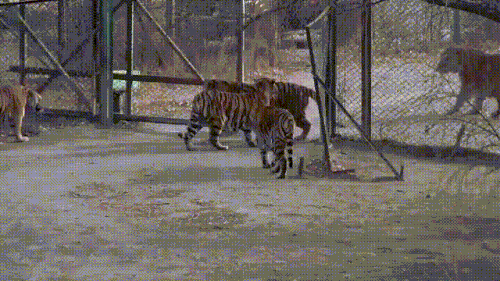 tigri.gif