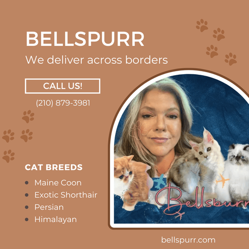 Find a Cat Breeder Near Me - Your Trusted Source for Quality Kittens.png