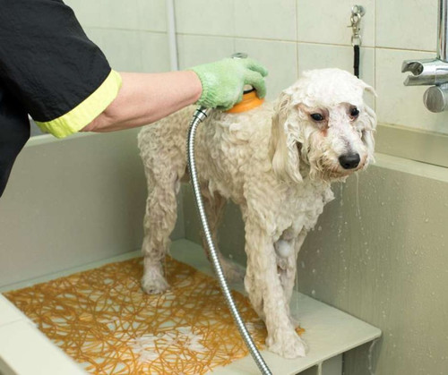 Explore DSPA Grooming Services in Chicago.jpg