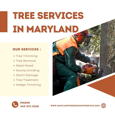 Tree Service Linthicum Heights | Marylandtreediscountservice.com.jpg