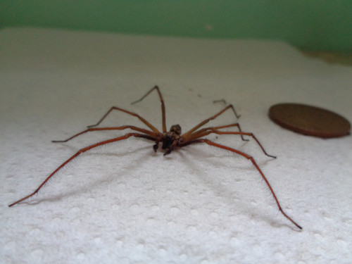 spider.jpg