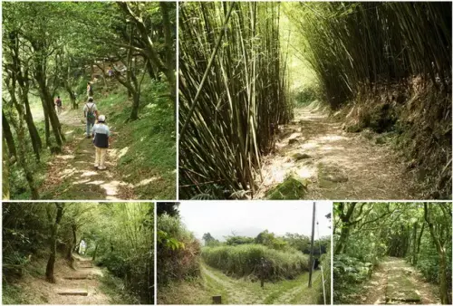 00022 向天池步道往山仔頂古道叉踏.webp