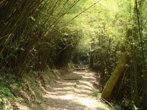 00021 二子坪步道.webp