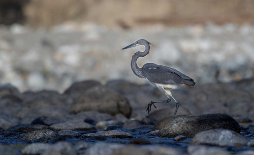 Conserving the Critically Endangered White bellied Heron Ardea insignis (Humes 1878) in Arunachal Pr.jpg