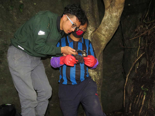 Bats of Darjeeling Sikkim Himalaya Effect of forest patch sizes on species diversity Measurement@Son.jpg