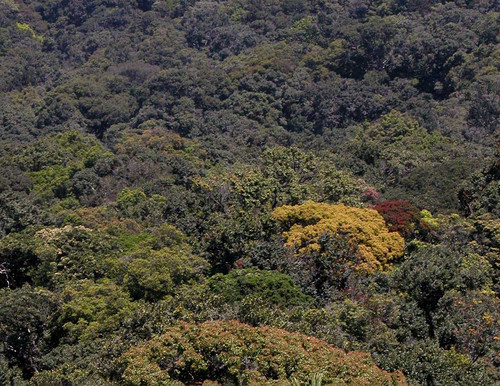 Mapping rainforest corridors. Rainforest Trust.jpg