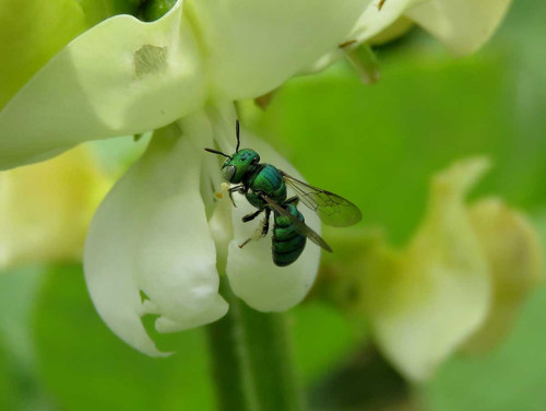 Landscape effects on pollinator community and pollination service along a rural urban gradient in Be.jpg