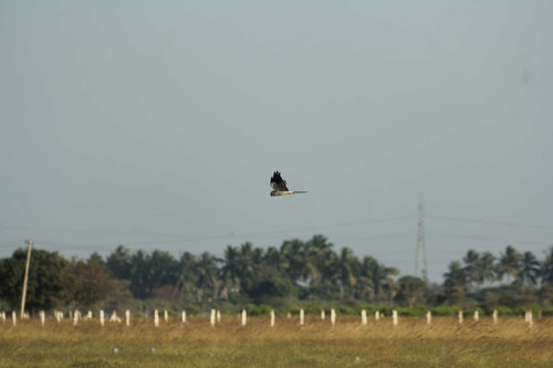 Migrating grassland Raptors population change in harriers across space and time.jpg