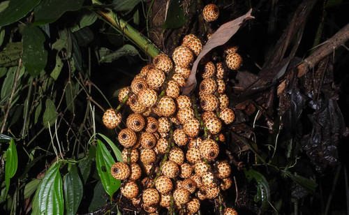 Checklist of India’s plants Cane fruits.jpg